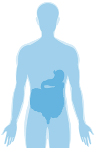 IMM-1611441 BODY showing digestive system
